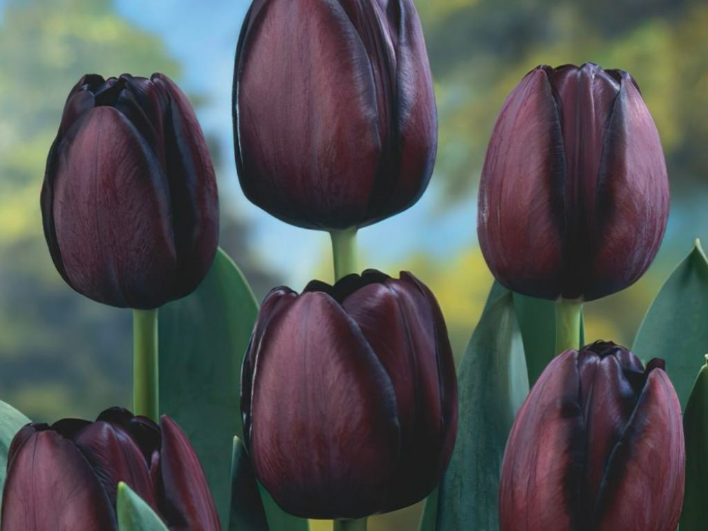 Ý nghĩa của hoa tulip đen