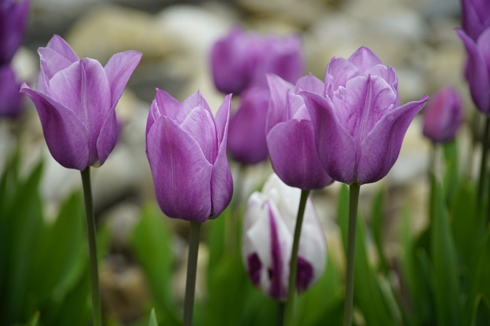 Ý nghĩa của hoa tulip tím