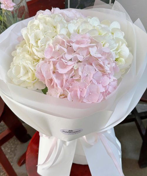 Bó hoa Cẩm Tú Cầu trắng mix hồng BO190